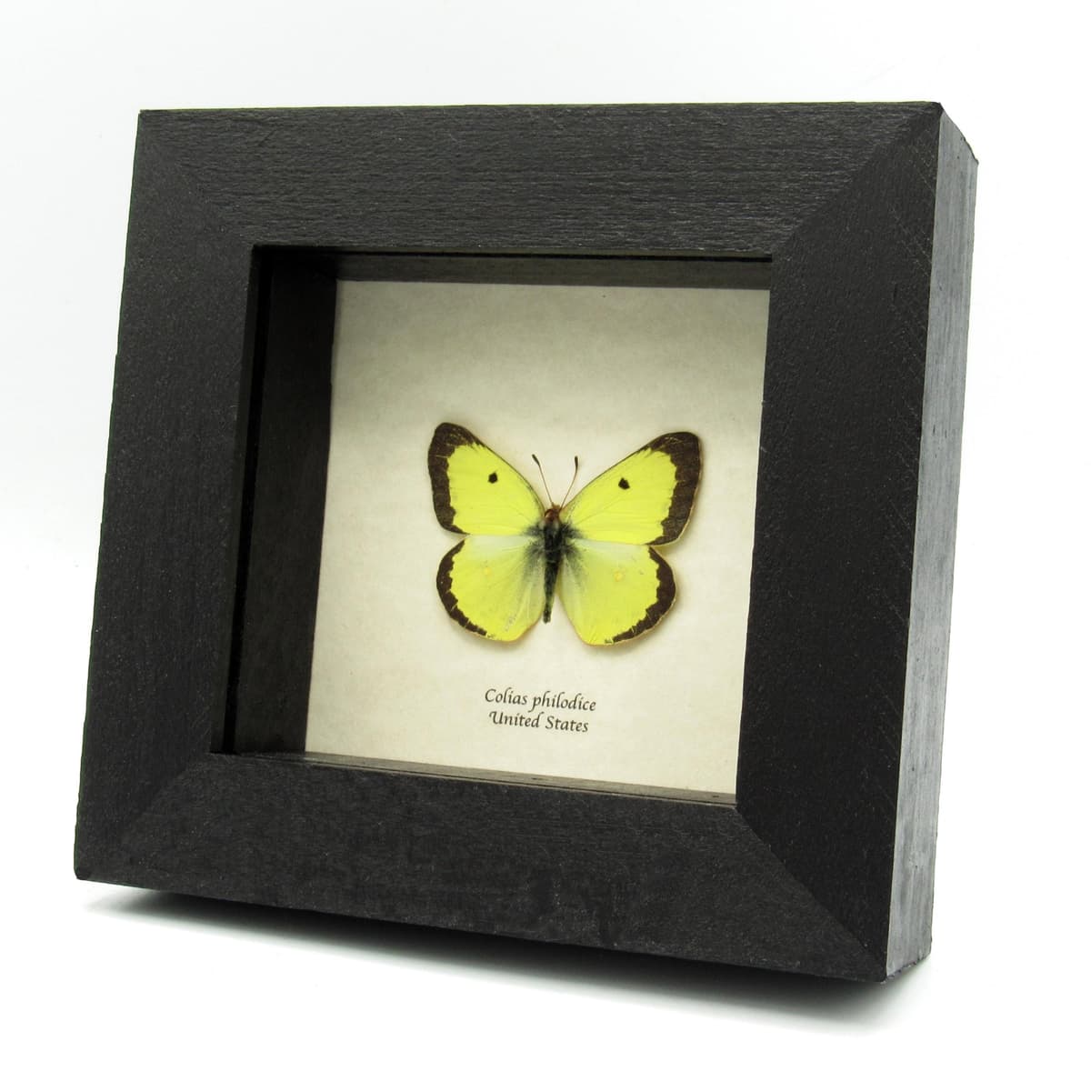 Real Yellow Sulphur butterfly framed taxidermy - Colias philodice