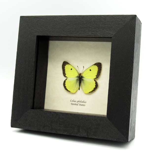 Real Yellow Sulphur butterfly framed taxidermy - Colias philodice