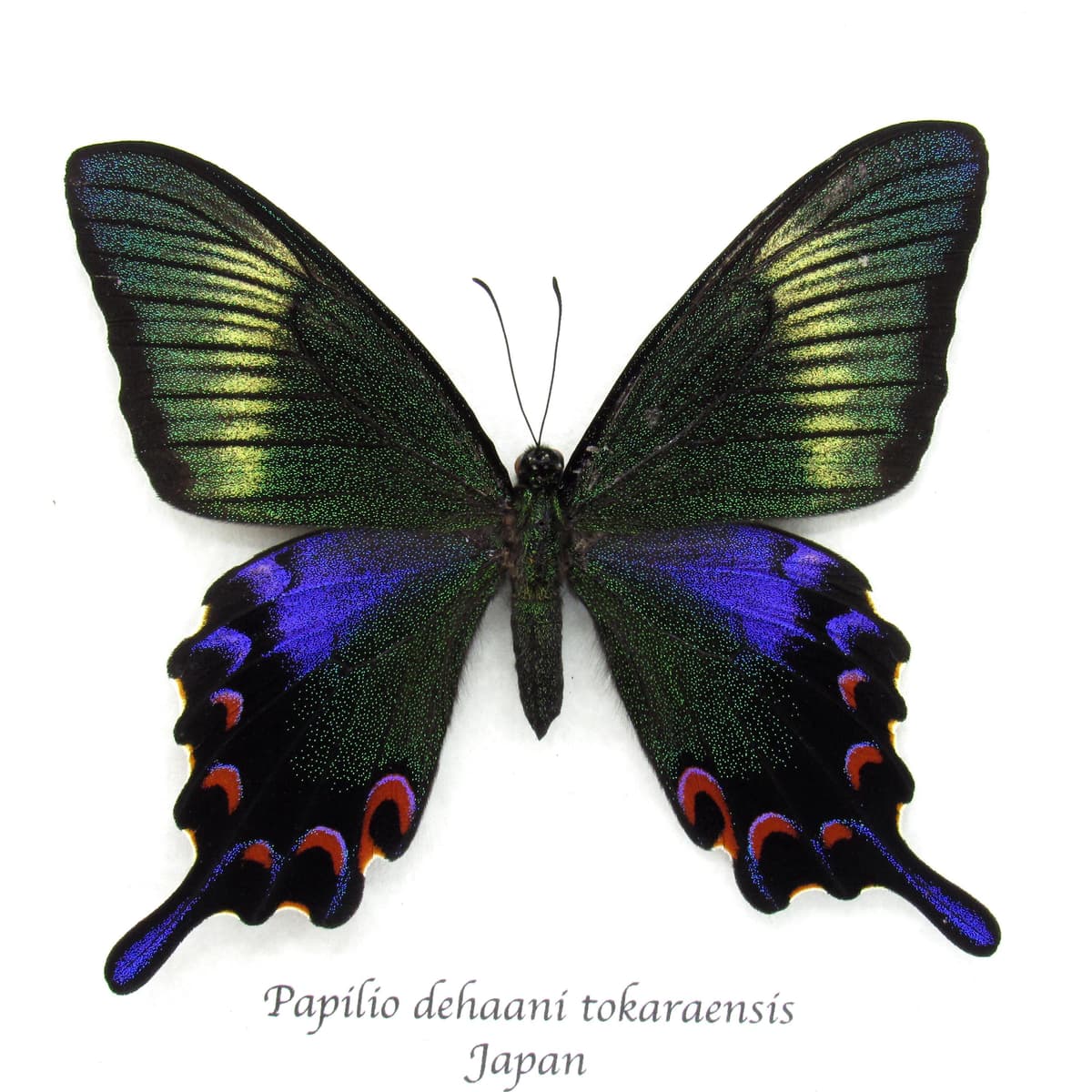 Rare black Peacock butterfly framed taxidermy - Papilio dehaani tokaraensis - female - Spring form