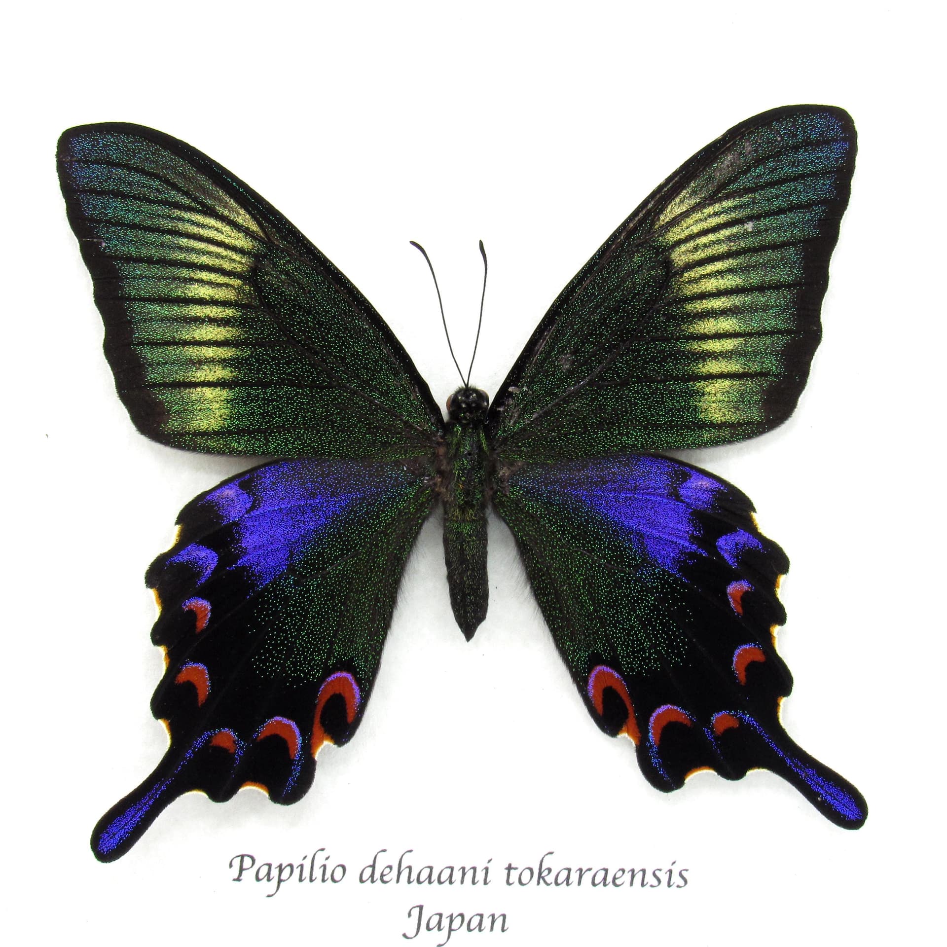 Rare black Peacock butterfly framed taxidermy - Papilio dehaani tokaraensis - female - Spring form