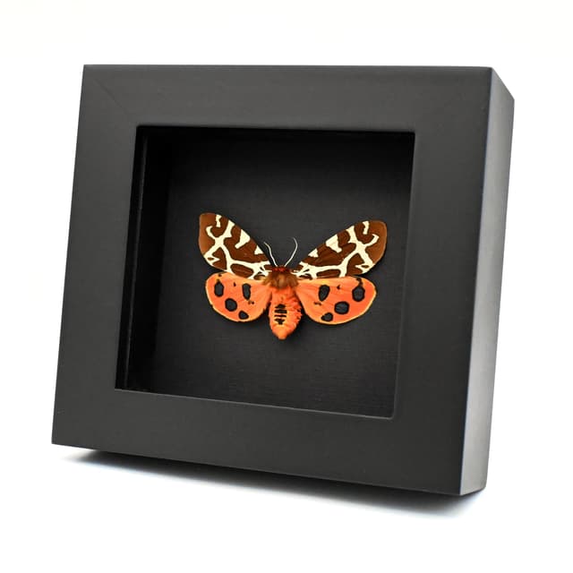 Real Garden Tiger moth framed taxidermy - Arctia caja