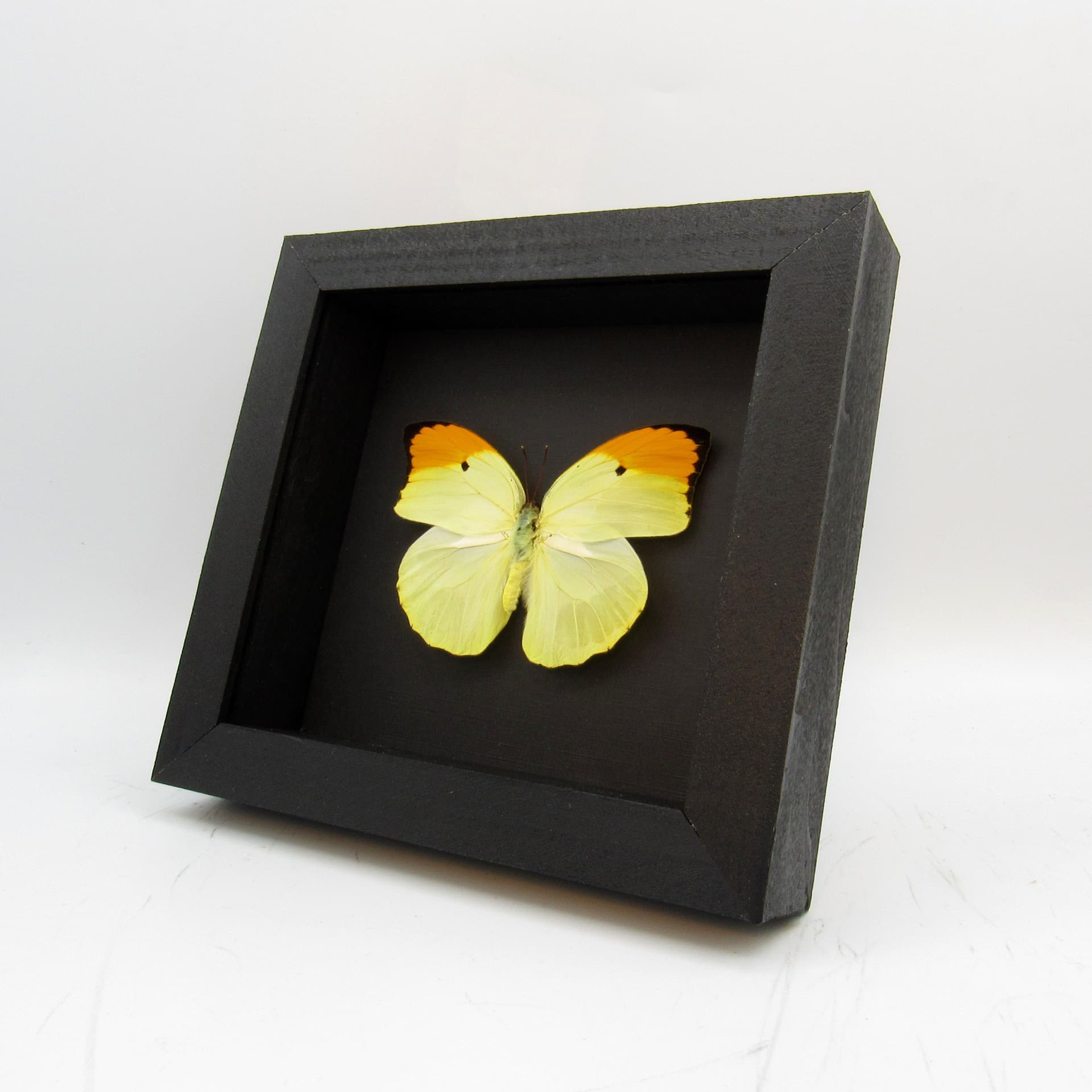 Real yellow Orange Tip butterfly framed taxidermy - Anteos menippe