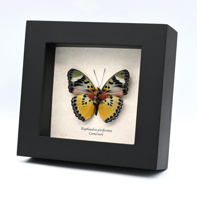Rare Themis Forester butterfly framed taxidermy - Euphaedra piriformis