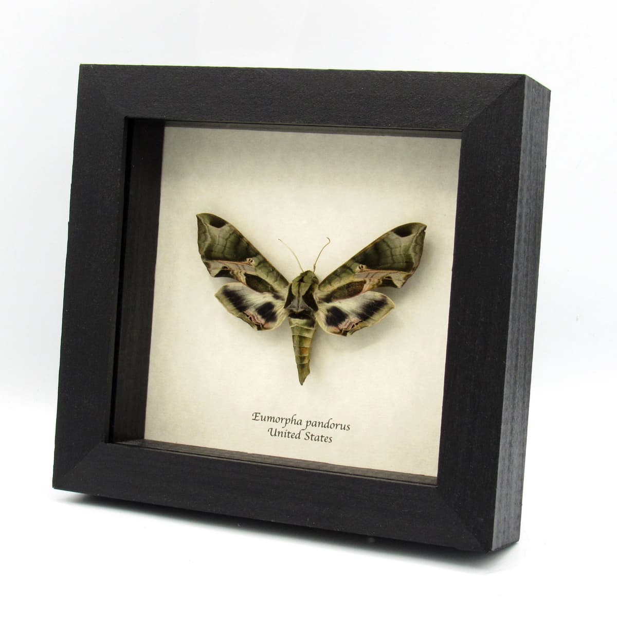 Real Pandora Sphinx moth framed taxidermy - Eumorpha pandorus - XL female