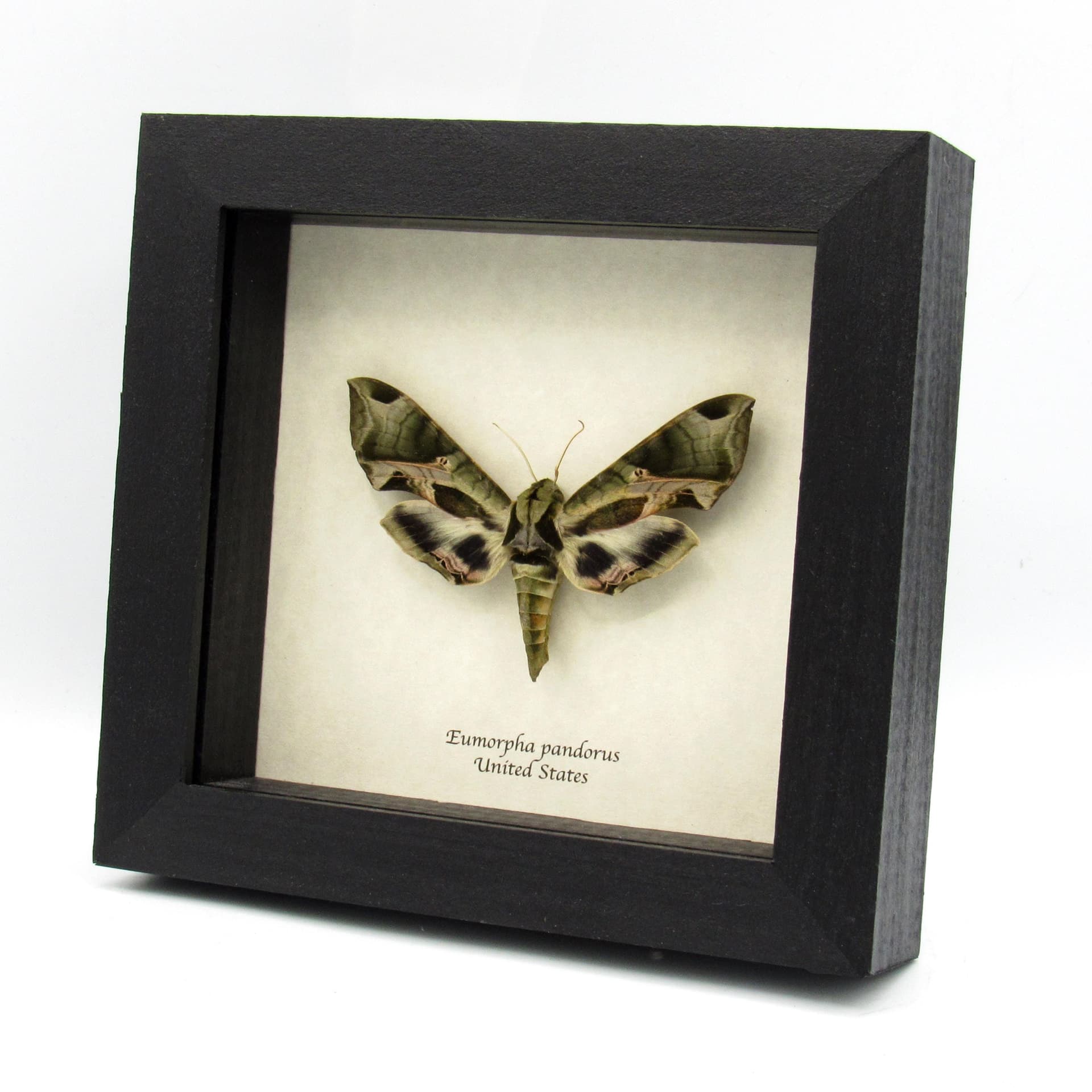 Real Pandora Sphinx moth framed taxidermy - Eumorpha pandorus - XL female