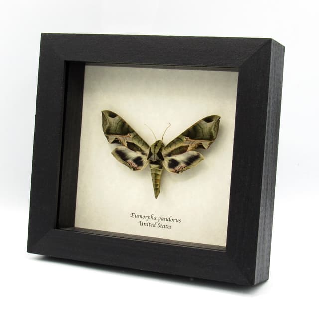 Real Pandora Sphinx moth framed taxidermy - Eumorpha pandorus - XL female