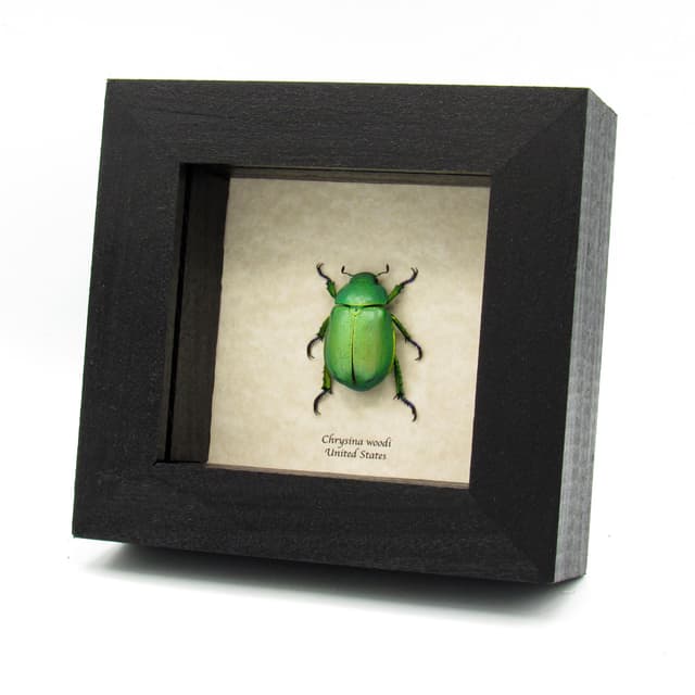 Large Jewel Scarab beetle framed taxidermy - Chrysina woodi