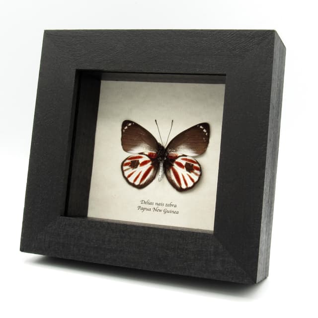 Rare Zebra Delias butterfly framed taxidermy - Delias nais zebra