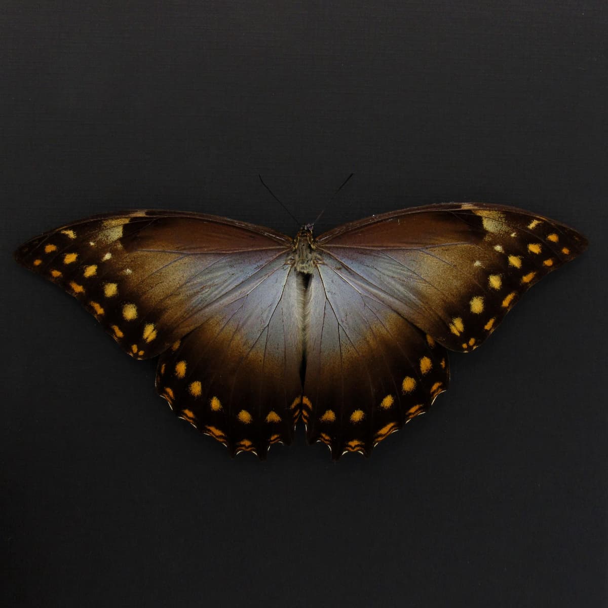 Rare Giant Morpho butterfly framed taxidermy - Morpho amphitryon - Victorian mount - 7.3 inch wingspan