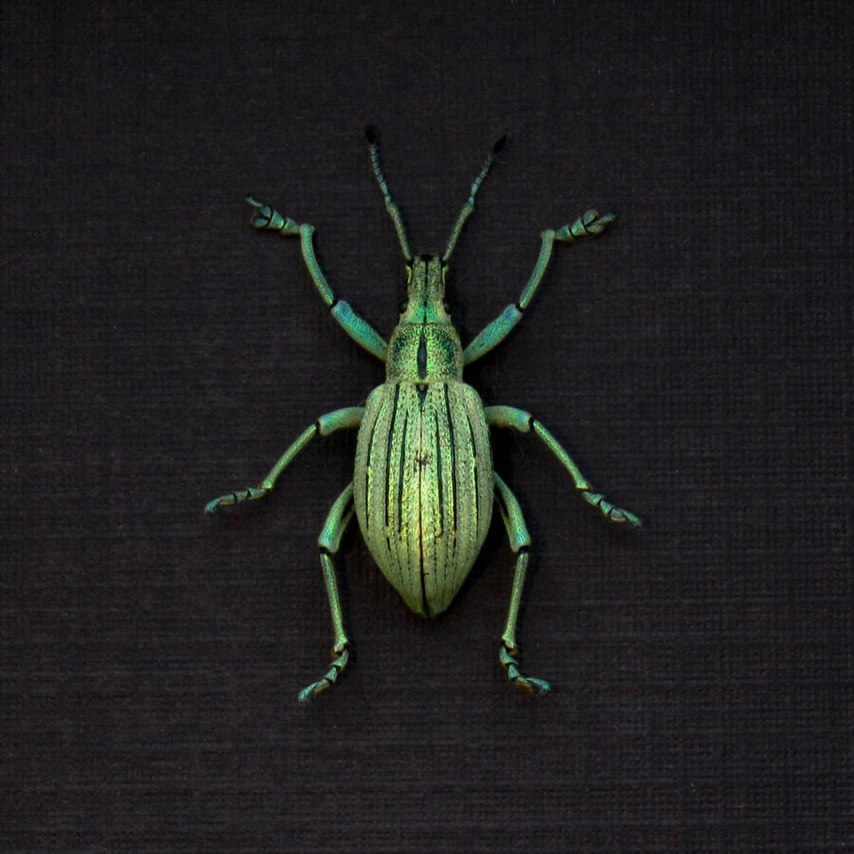 WEEVIL MANIA - Real metallic green Snout Beetle framed taxidermy - Celebia arrogans