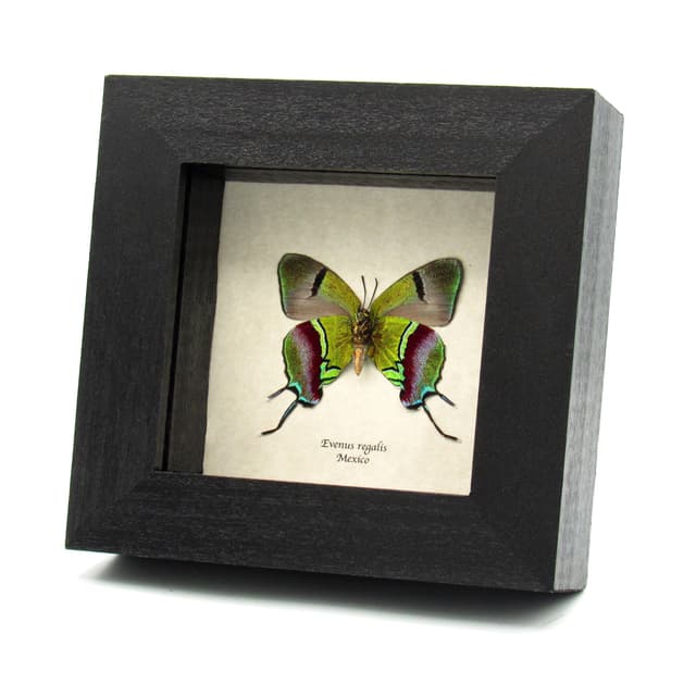 Real XL female metallic green butterfly framed taxidermy - Evenus regalis