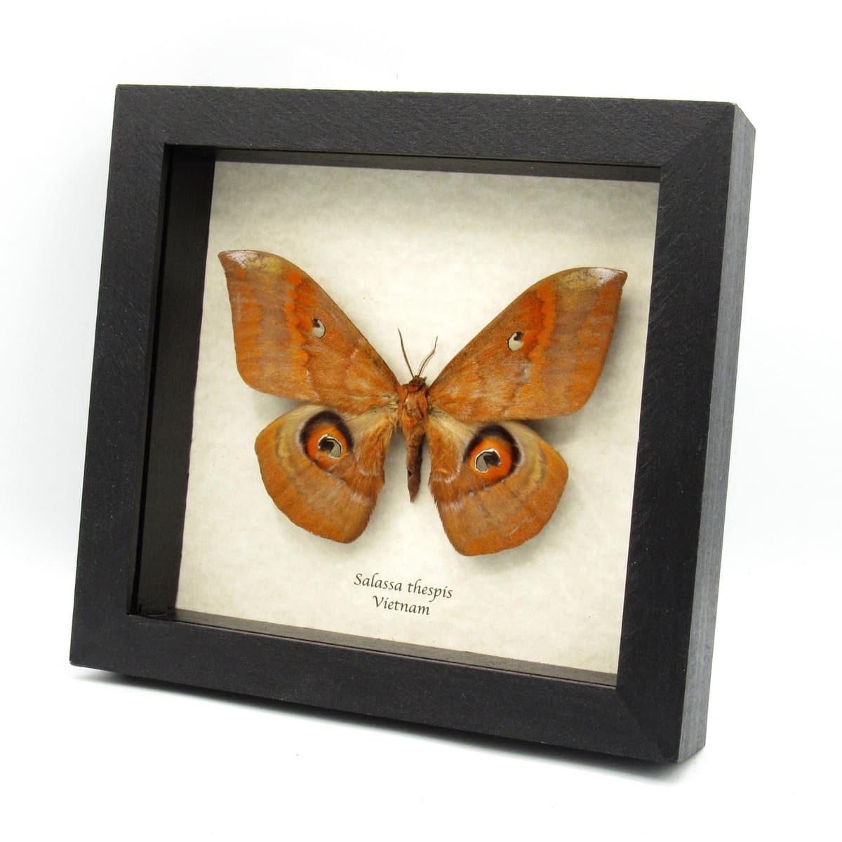 Real Giant Saturn moth framed taxidermy - Salassa thespis - XL size