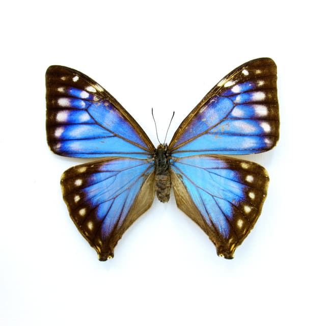 Rare blue Morpho butterfly framed taxidermy - Morpho Aega - female