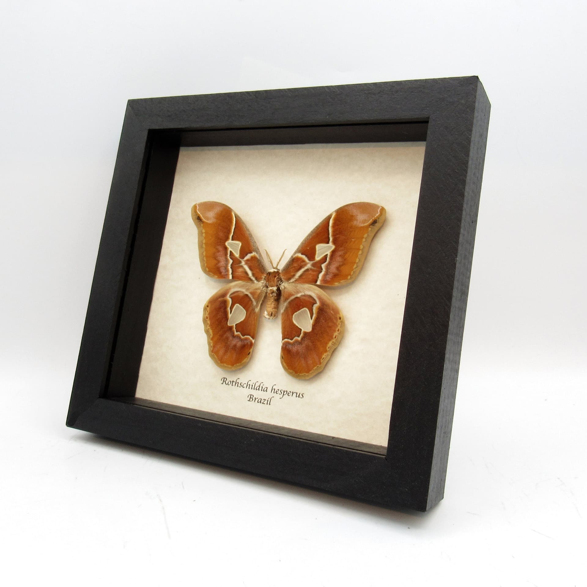 Real large Saturn moth framed taxidermy - Rothschildia hesperus