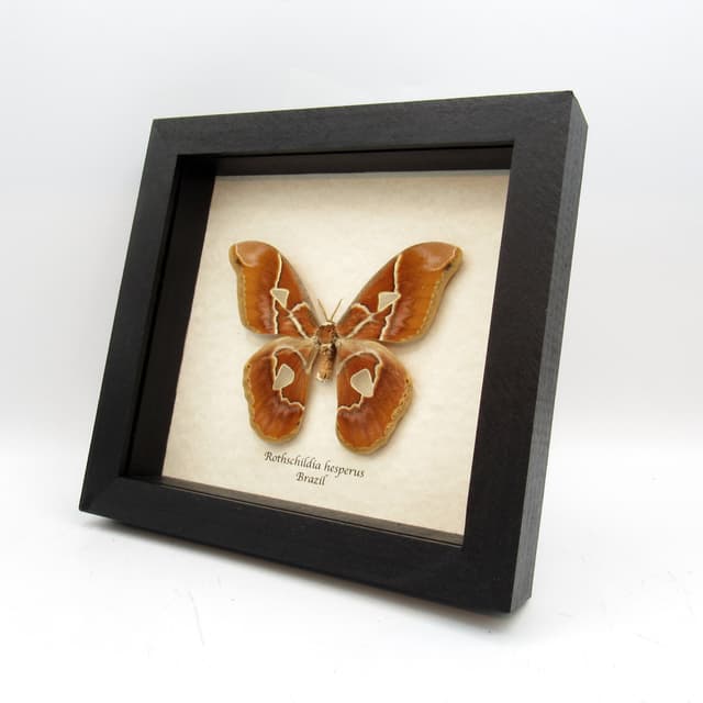 Real large Saturn moth framed taxidermy - Rothschildia hesperus