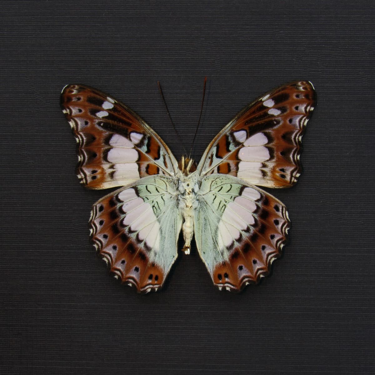 Real lavender butterfly framed taxidermy - Moduza procris