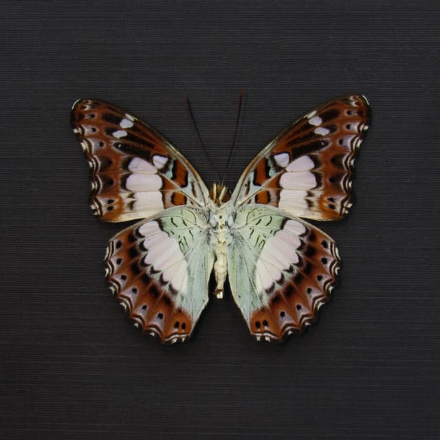 Real lavender butterfly framed taxidermy - Moduza procris