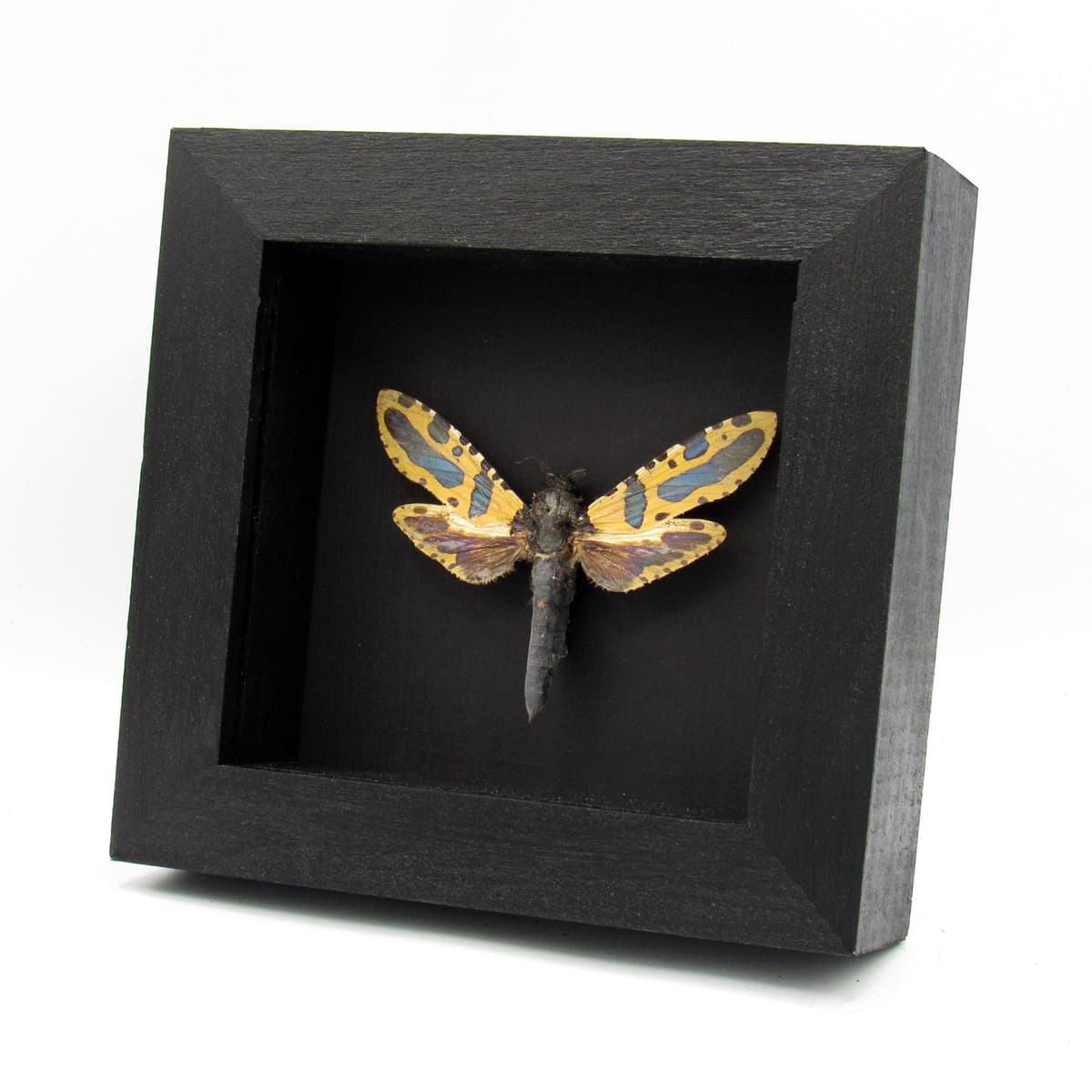 Rare metallic Leopard moth framed taxidermy - Chalcidica minea