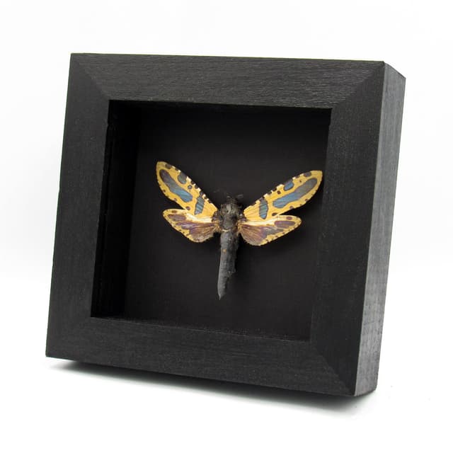 Rare metallic Leopard moth framed taxidermy - Chalcidica minea