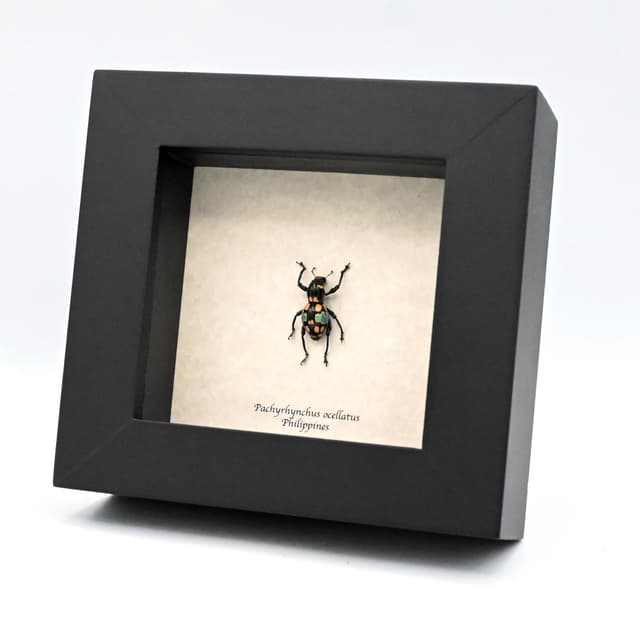 WEEVIL MANIA - Real blue beetle framed - Pachyrhynchus ocellatus - rare color form