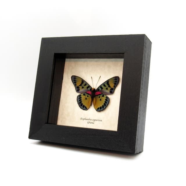 Rare fuchsia True Forester butterfly framed taxidermy - Euphaedra cyparissa