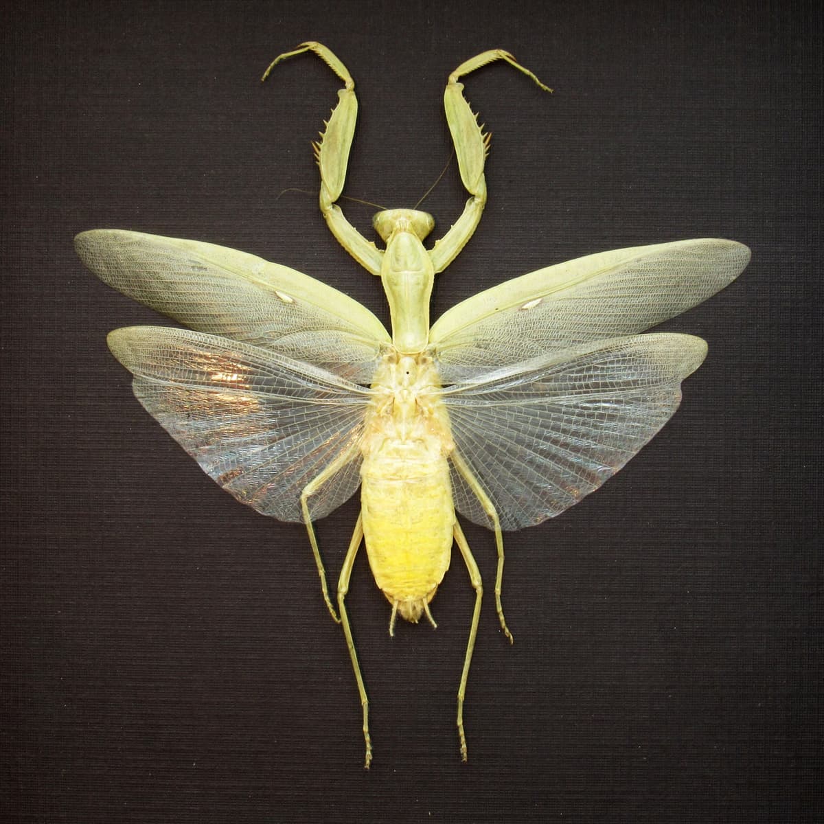 Real framed Praying Mantis taxidermy - Hierodula patellifera - female - yellow form