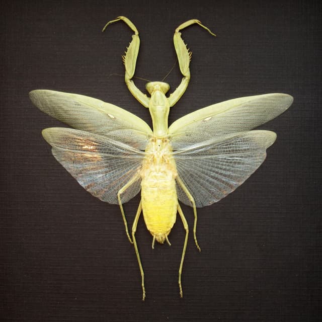 Real framed Praying Mantis taxidermy - Hierodula patellifera - female - yellow form