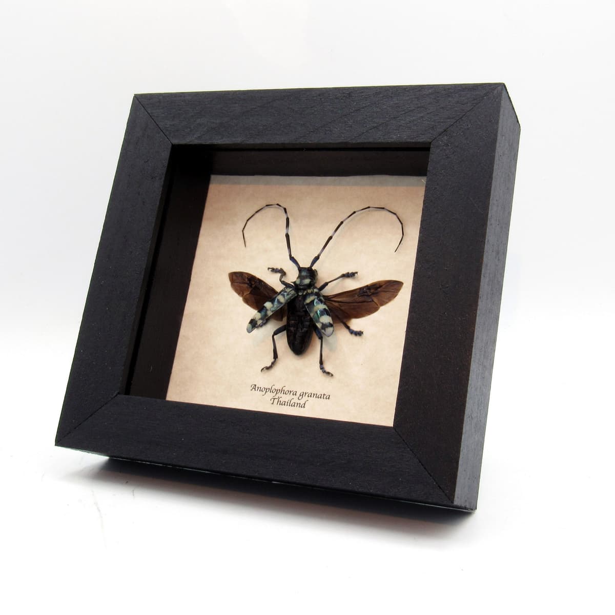 Real blue Longhorn beetle framed - Anoplophora granata