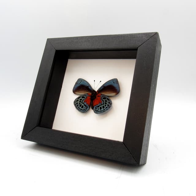 Real metallic blood red butterfly framed taxidermy - Asterope optima