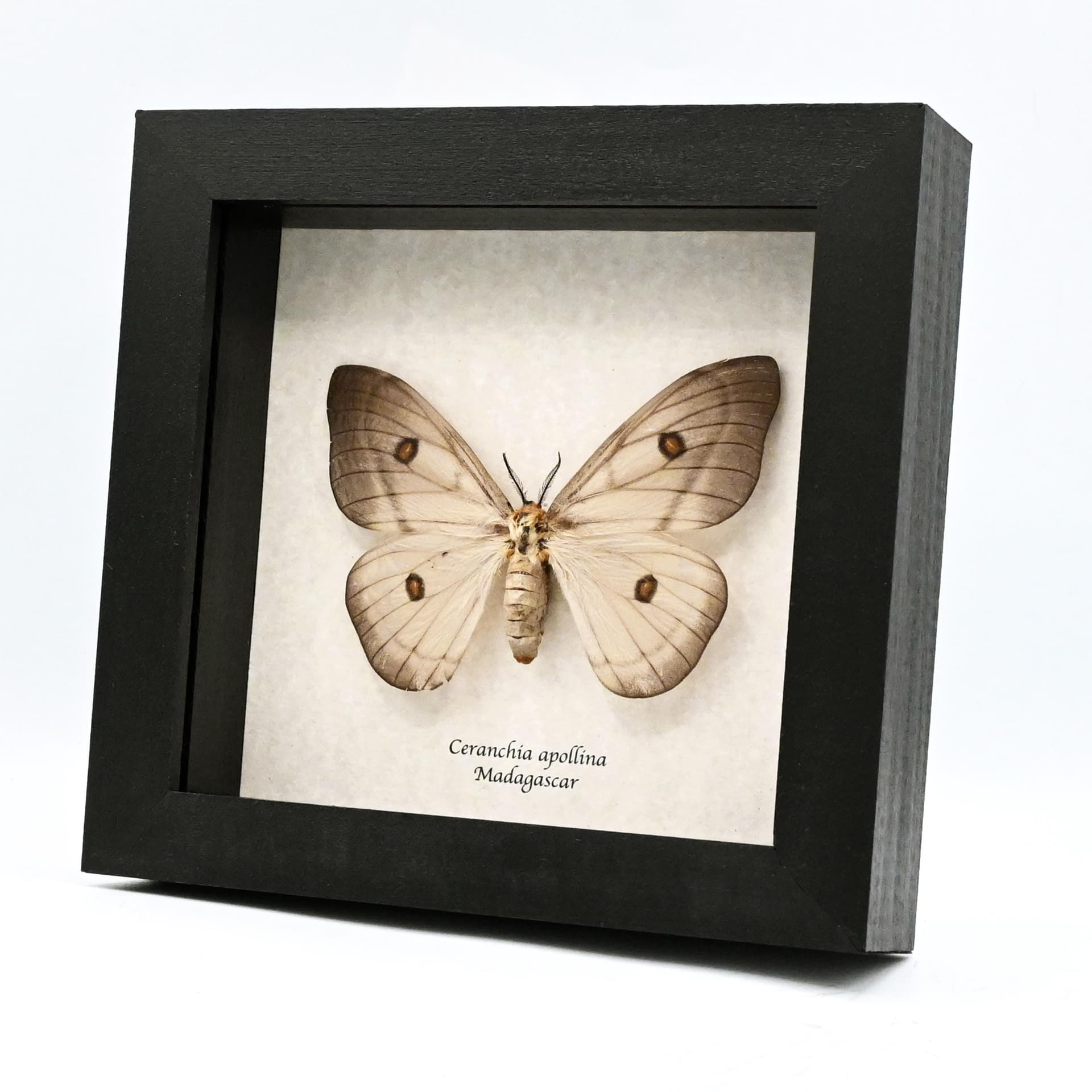Giant Ghostly Silk Moth framed taxidermy - Ceranchia apollina - large female