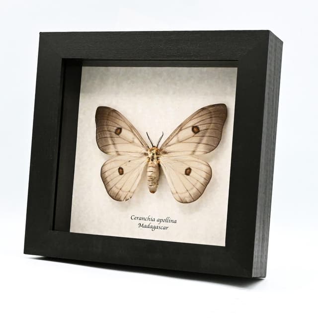 Giant Ghostly Silk Moth framed taxidermy - Ceranchia apollina - large female