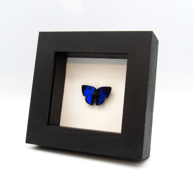 Real metallic blue Hairstreak butterfly framed taxidermy - Panthiades bitias