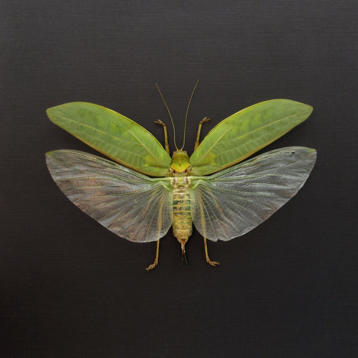 Real Giant Bush Cricket framed taxidermy - Pseudophyllus neriifolius - XL female
