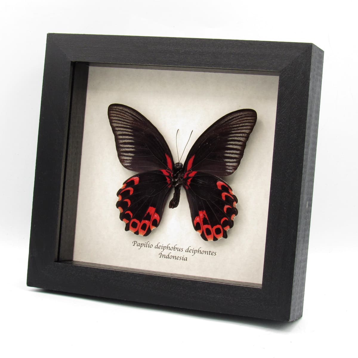 Rare red Swallowtail butterfly framed taxidermy - Papilio deiphobus deiphontes
