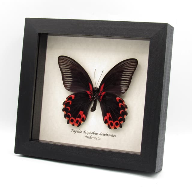 Rare red Swallowtail butterfly framed taxidermy - Papilio deiphobus deiphontes