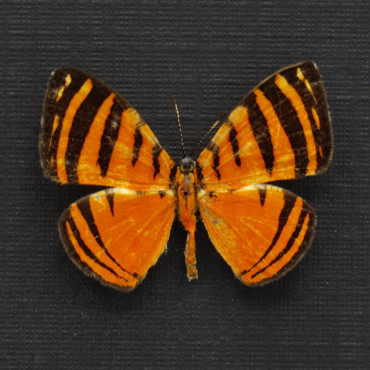 Real tiny Fire-Branded Metalmark butterfly framed taxidermy - Hyphilaria parthenis