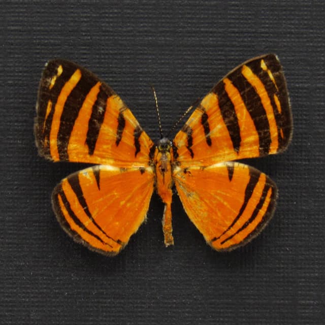 Real tiny Fire-Branded Metalmark butterfly framed taxidermy - Hyphilaria parthenis