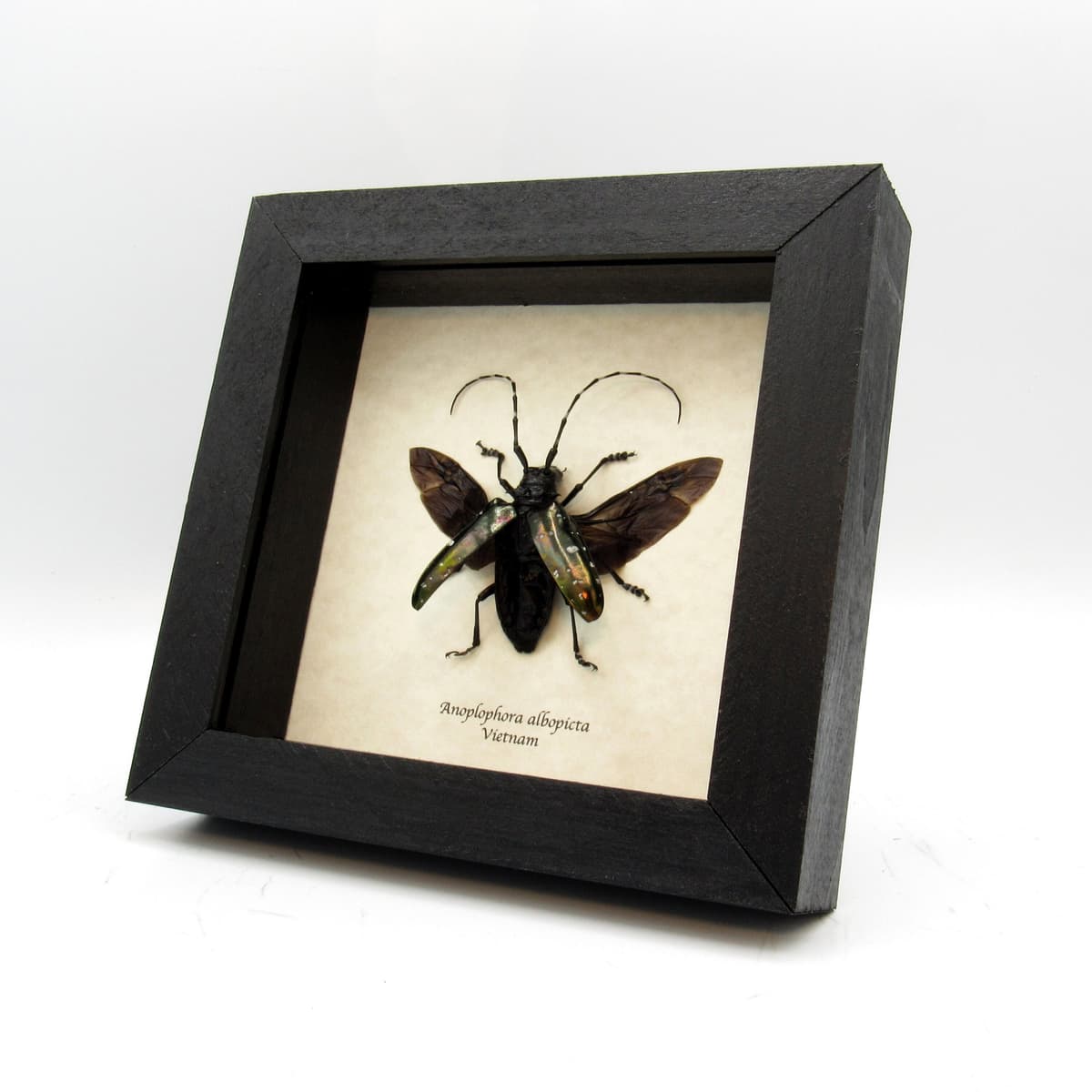 Real large black Longhorn beetle framed - Anoplophora albopicta