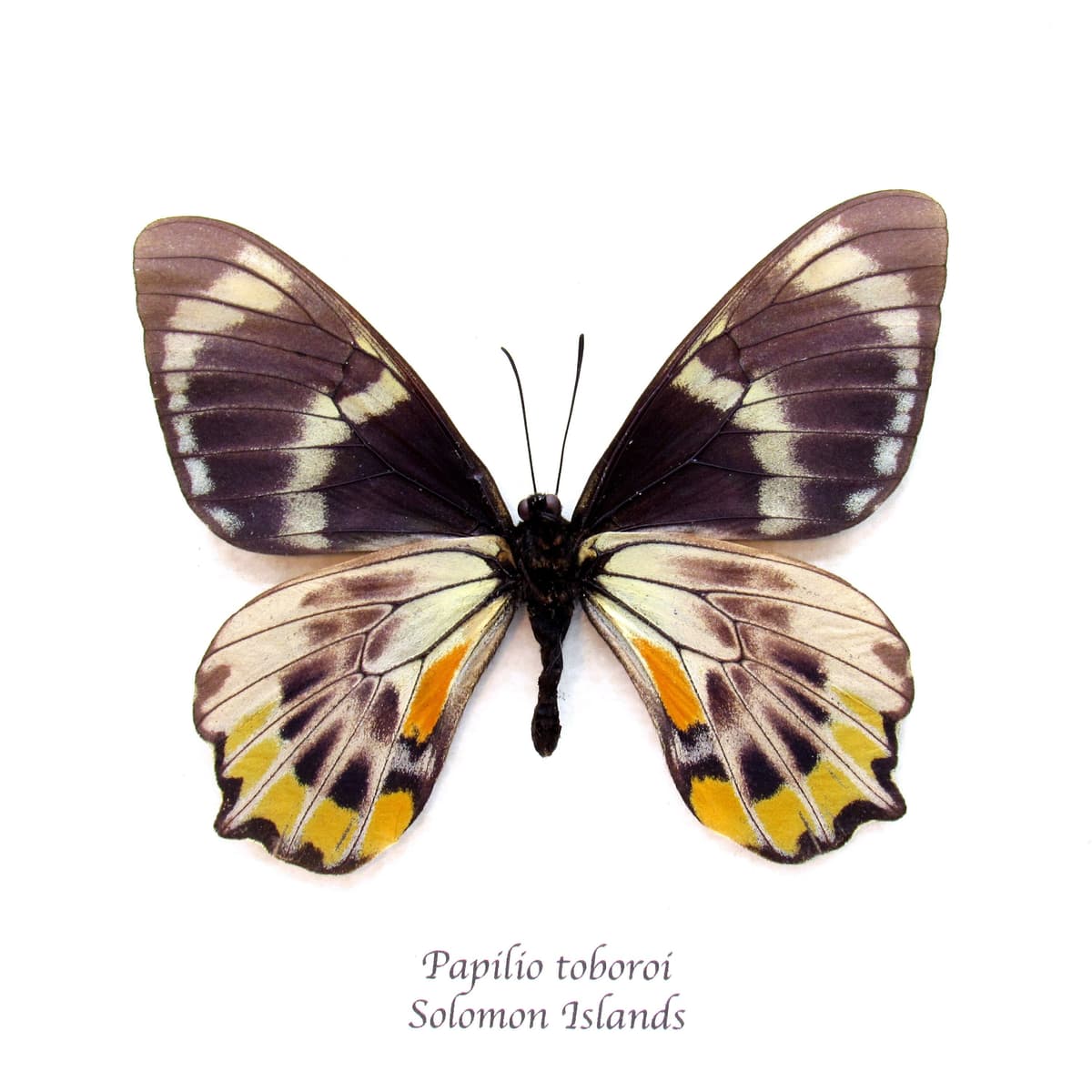 Rare Swallowtail butterfly framed taxidermy - Papilio toboroi
