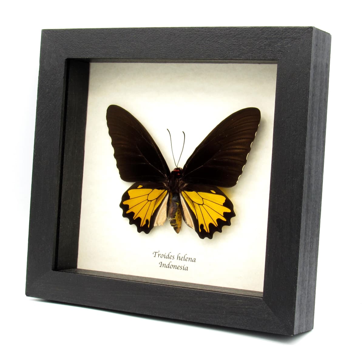 Large yellow Birdwing butterfly framed taxidermy - Troides helena