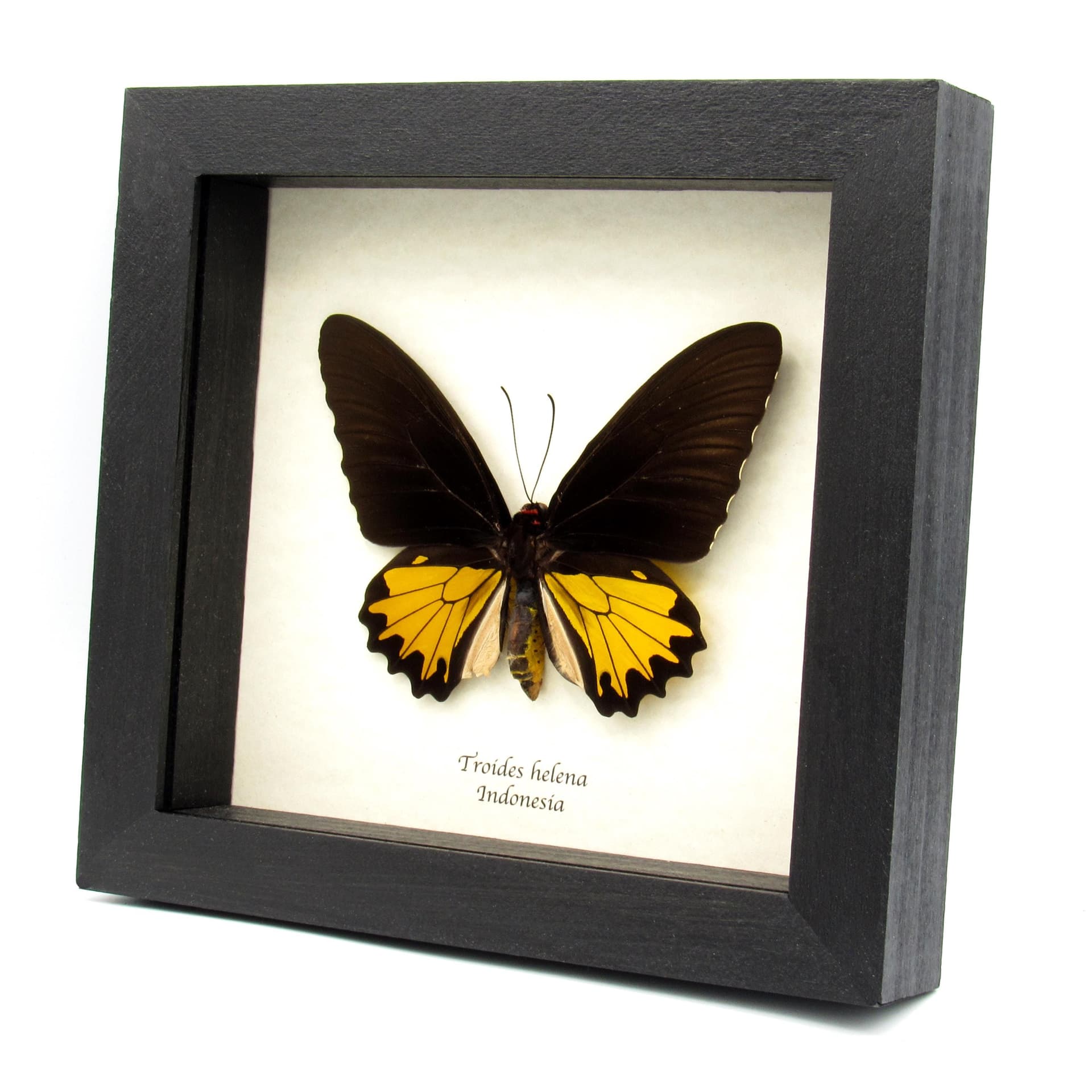 Large yellow Birdwing butterfly framed taxidermy - Troides helena