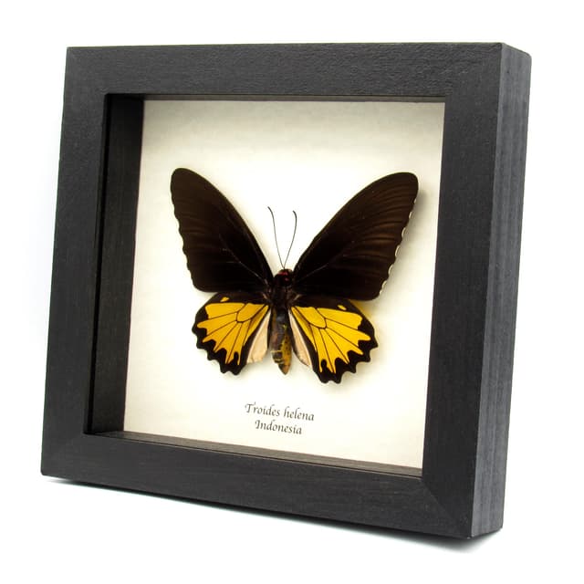 Large yellow Birdwing butterfly framed taxidermy - Troides helena