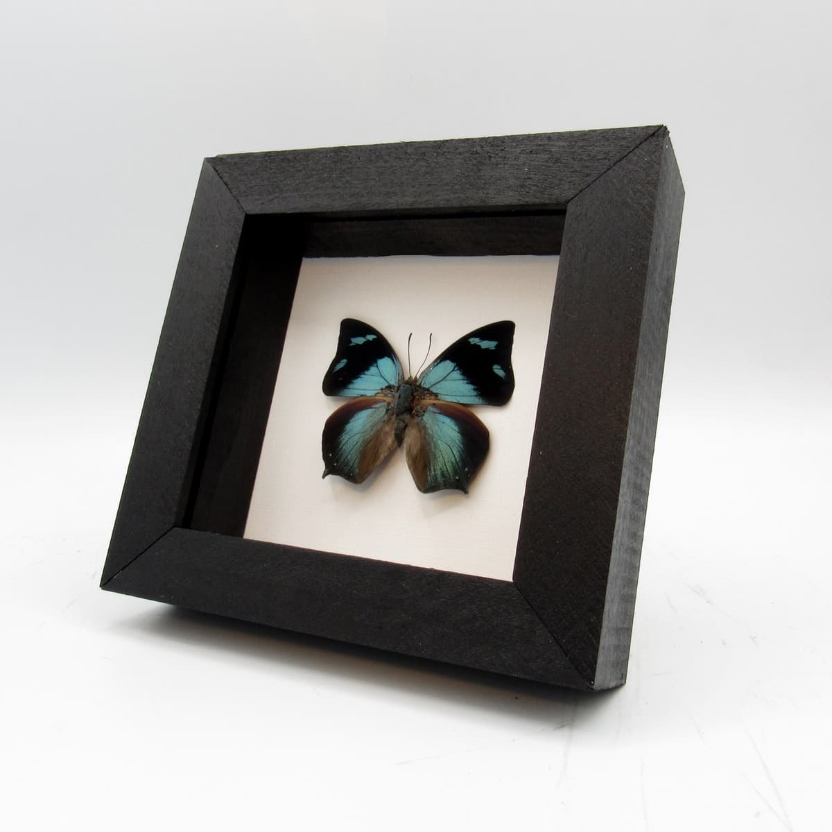 Real blue butterfly framed taxidermy - Anaea glaucone