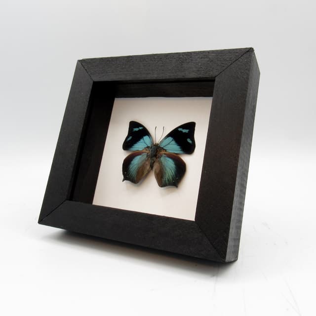Real blue butterfly framed taxidermy - Anaea glaucone