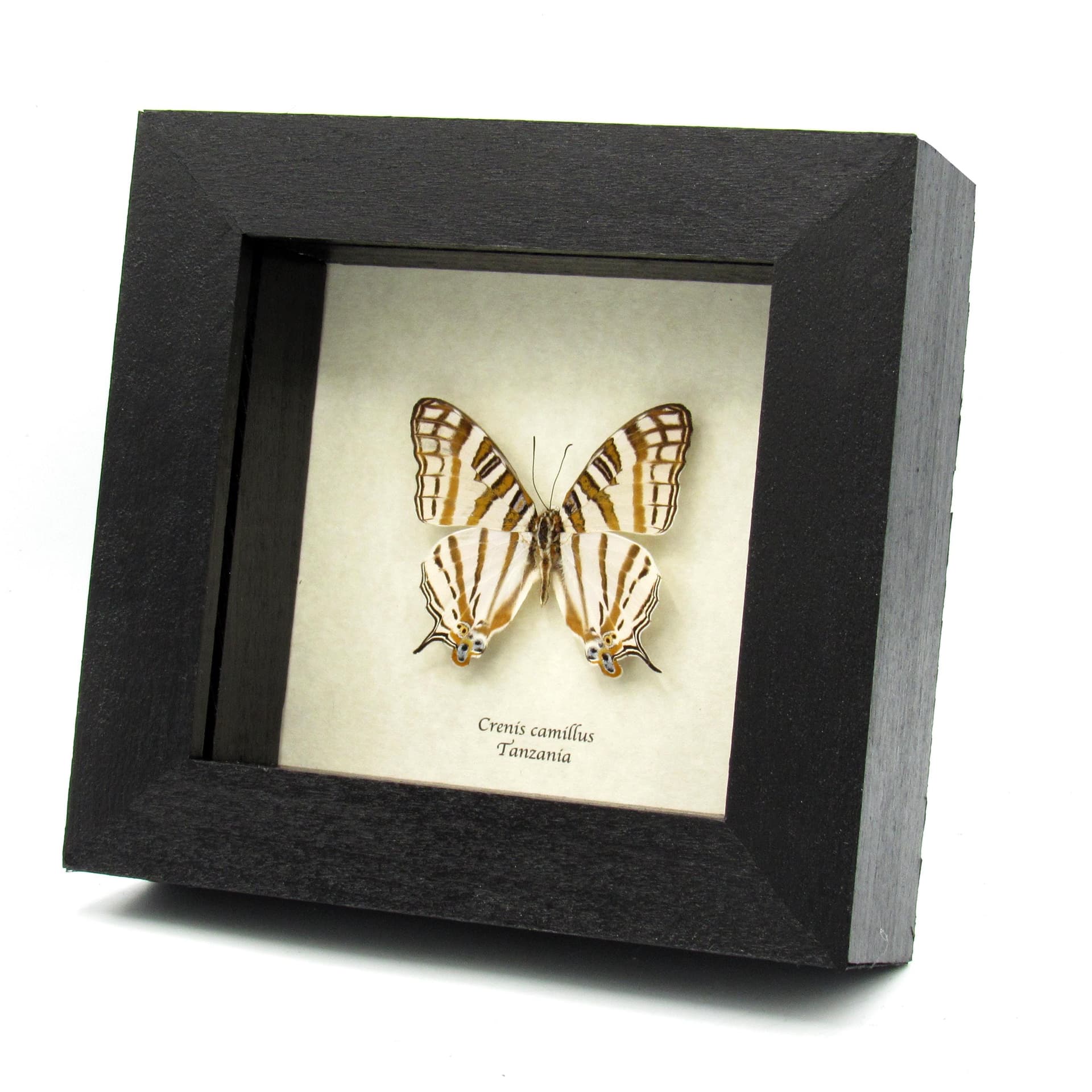 Real African Map butterfly framed taxidermy - Cyrestis camillus