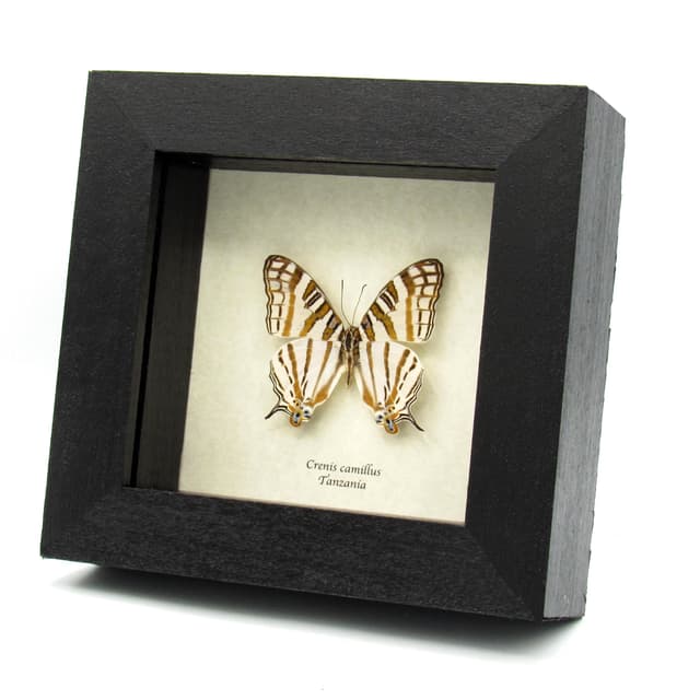 Real African Map butterfly framed taxidermy - Cyrestis camillus