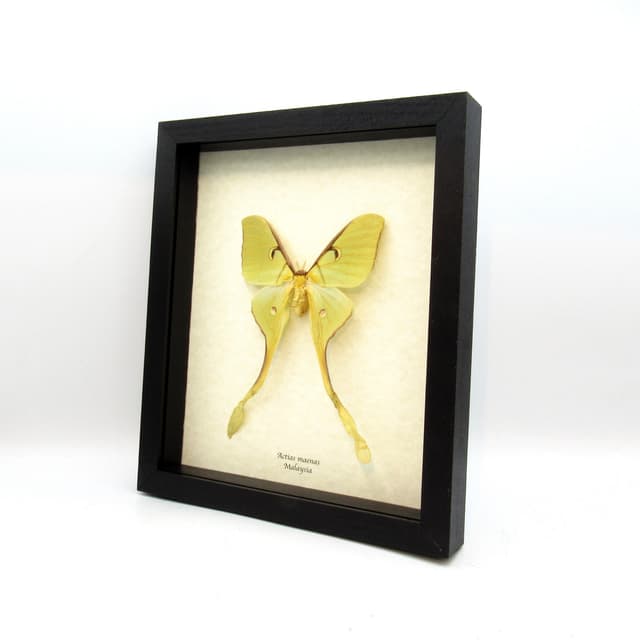 Real Giant Malaysian Moon moth framed taxidermy - Actias maenas - female