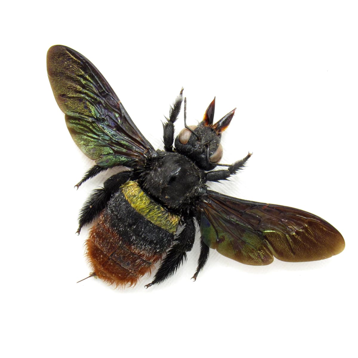 Rare Tricolored Carpenter Bee framed taxidermy - Xylocopa tricolor