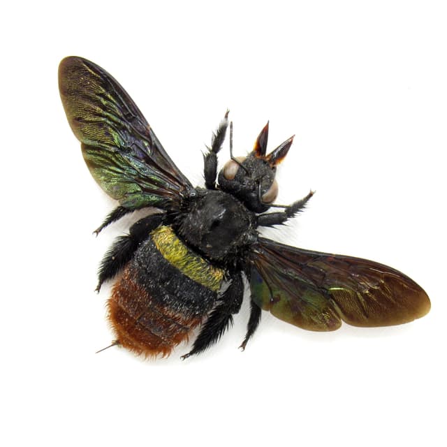 Rare Tricolored Carpenter Bee framed taxidermy - Xylocopa tricolor