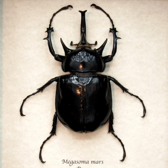 Real XL Rhinoceros beetle framed taxidermy - Megasoma mars